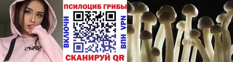наркота  Находка  Галлюциногенные грибы Psilocybine cubensis 
